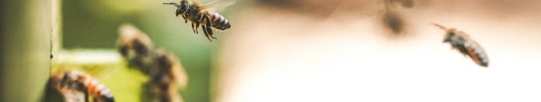 image from http://www.slate.fr/story/192189/comment-abeilles-voler-eviter-obstacles-air-nature