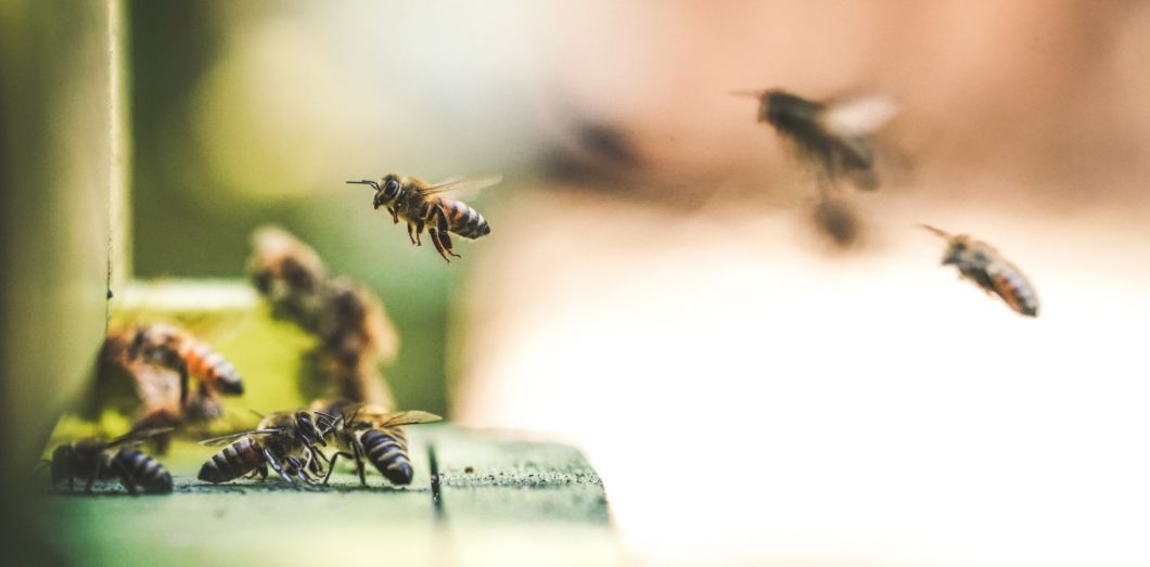 image from http://www.slate.fr/story/192189/comment-abeilles-voler-eviter-obstacles-air-nature